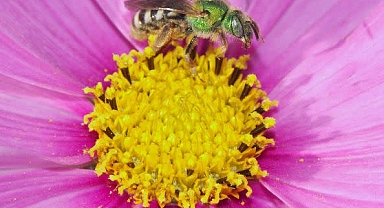 Help Save Pollinators This Giving Tuesday: Support Bees and Butterflies on the Brink of Extinction
