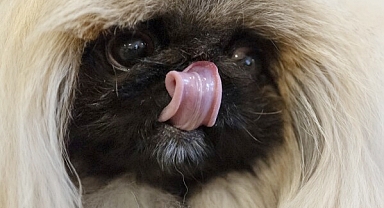 What Makes a Winning Dog at the Westminster Kennel Club? A Judge's Insight