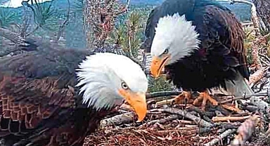 Hidden Camera Captures Tender Eagle Pair's Unique Bond