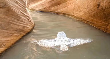 Rare Encounter: Hikers Discover Owl Swimming in Lake Powell Canyon