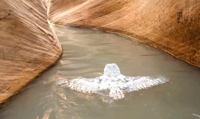 Rare Encounter: Hikers Discover Owl Swimming in Lake Powell Canyon